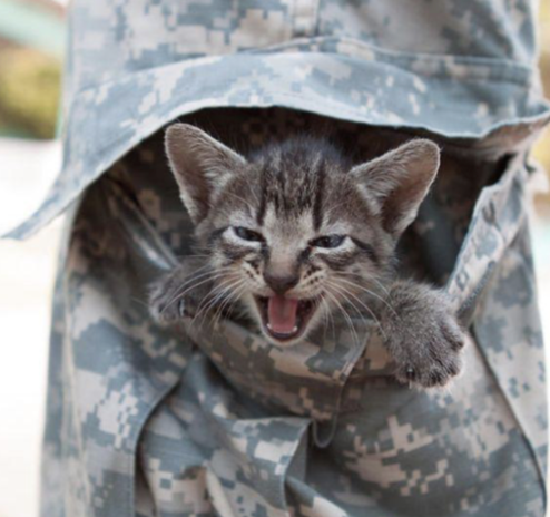 Rescue Kitten Sworn In as Police Department's 'Pawfficer' - Ready to Report  for Duty