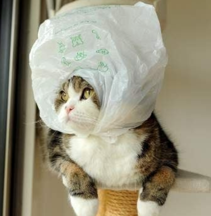 Коттс пакетом на голове. Кот с пакетом на голове. Котик в пакете. Кот в чепчике.