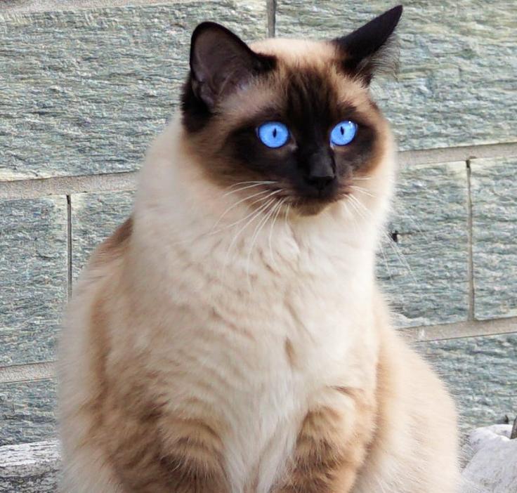 9 Fascinating Facts About Siamese Cats – Meowingtons