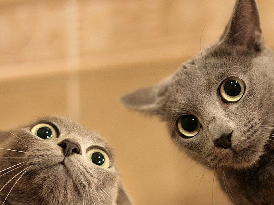 6 Subtle Signs Your Cat is Secretly Mad At You – Meowingtons