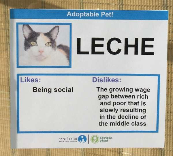 animal shelter near me