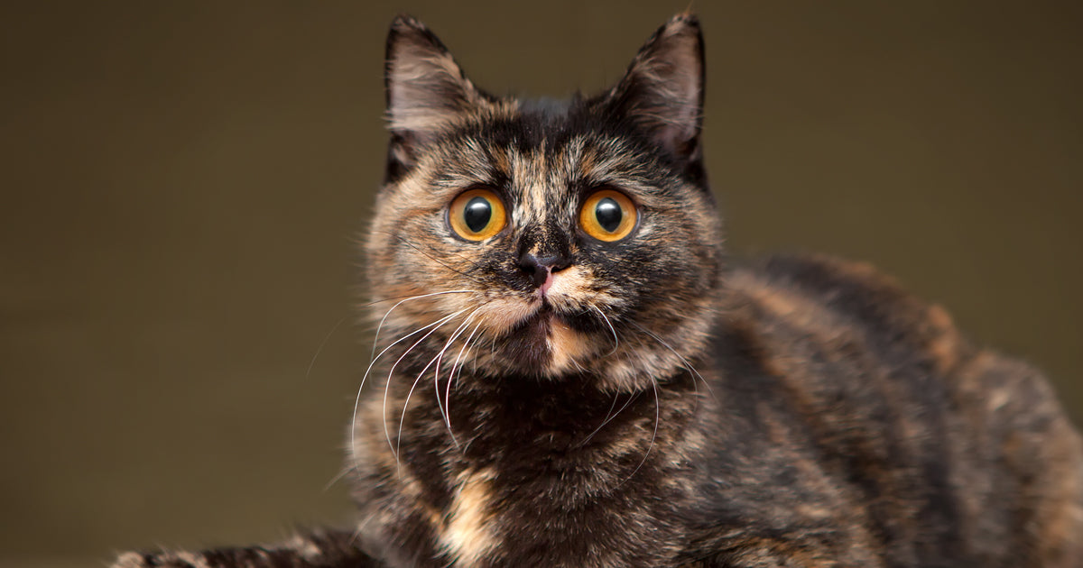 Angry Cats Who Ended Up Looking Awwdorable (Photos)