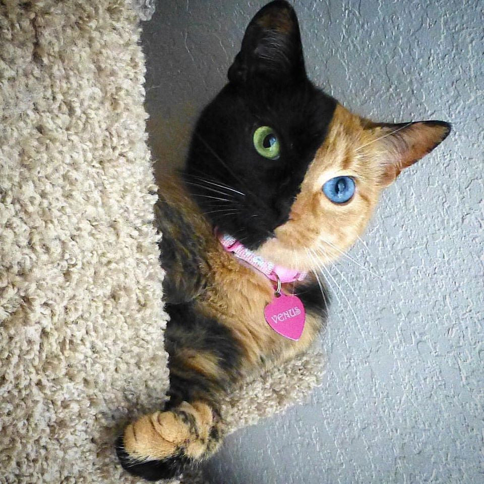 calico cats and tortoiseshell cats are female