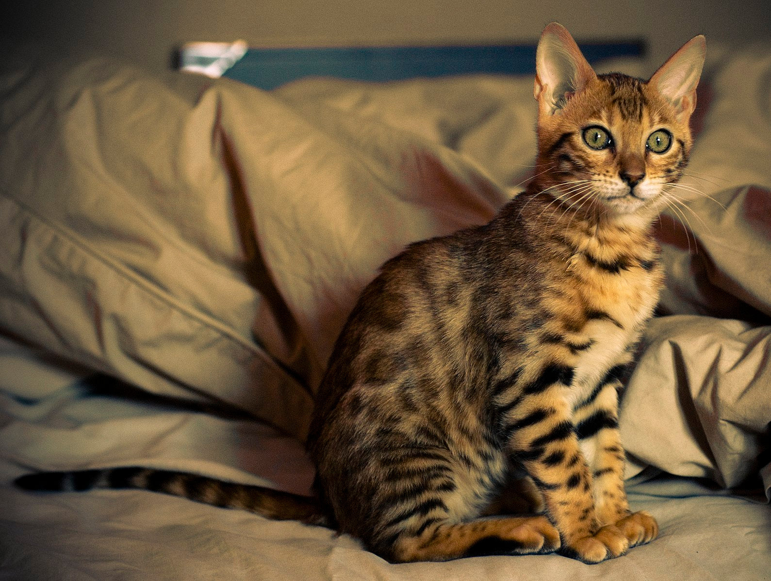 facts about bengal cats