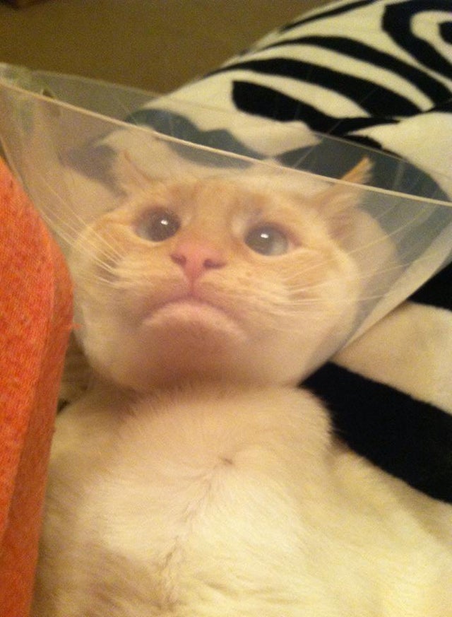 cat cone of shame