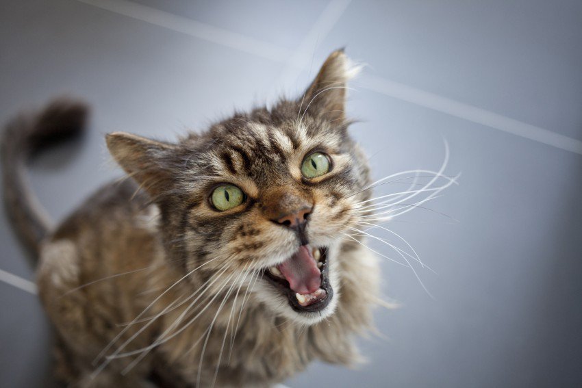 6 Subtle Signs Your Cat is Secretly Mad At You – Meowingtons