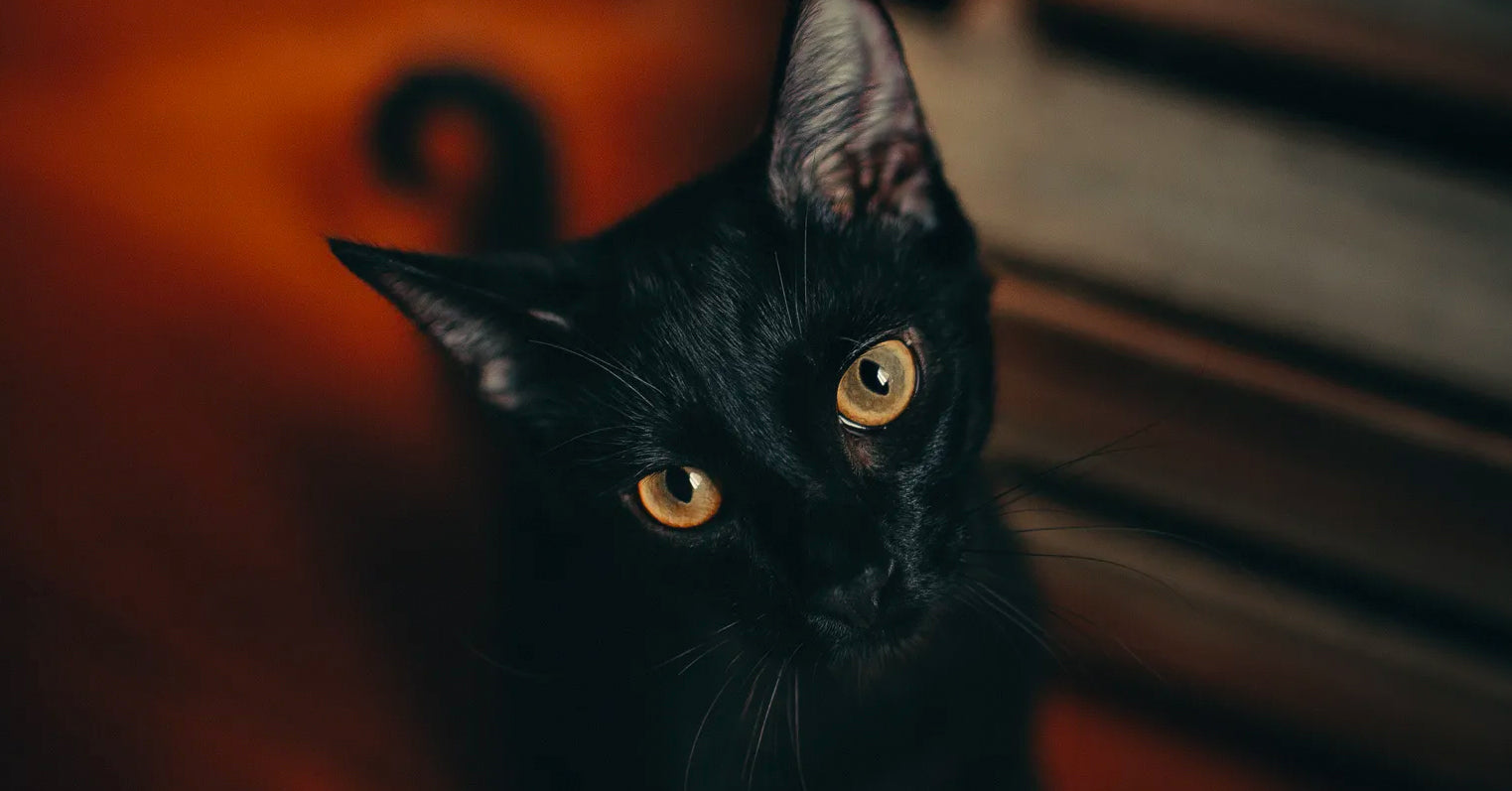 40+ Purrfect Name Ideas for Black Cats – Meowingtons
