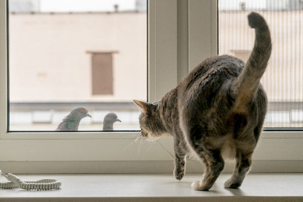 What Is Cat Chattering & Why Do They Do It?