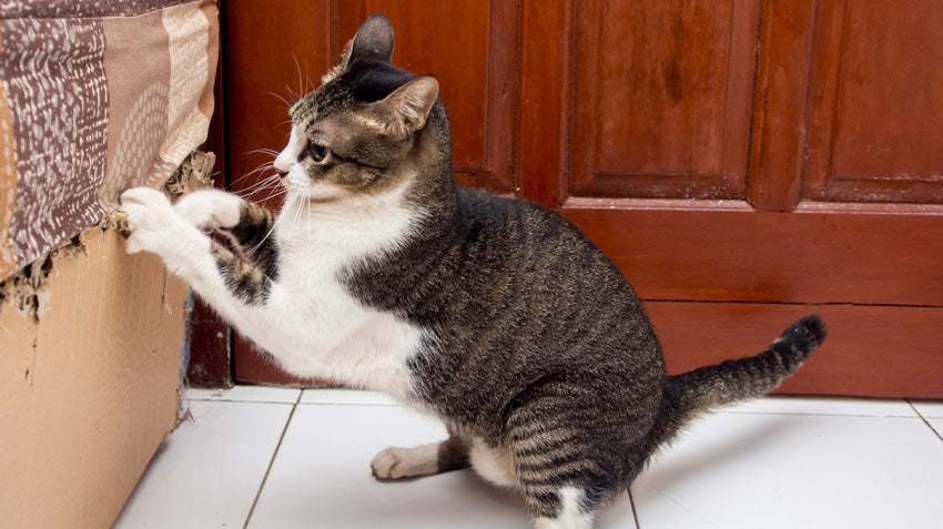 why cats scratch furniture - and how to get them to stop – meowingtons