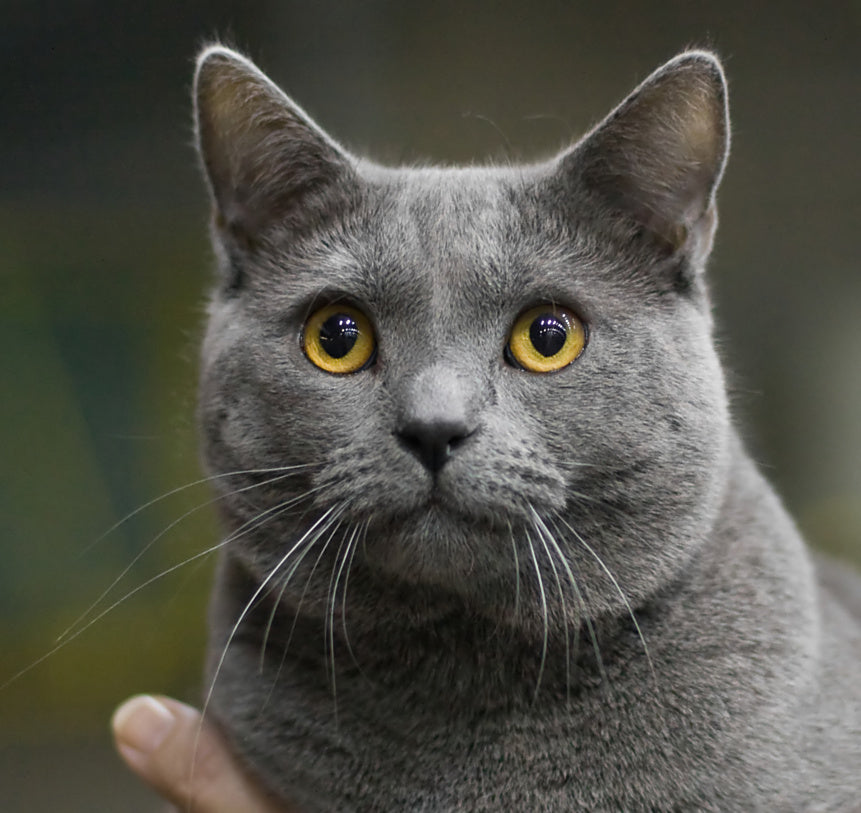 extinct domestic cat breeds