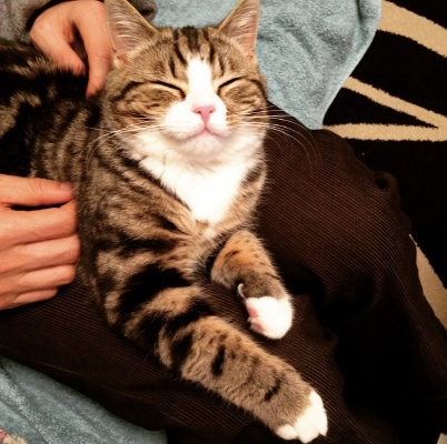 19 Tricks Cats Use To Train Their Humans – Meowingtons