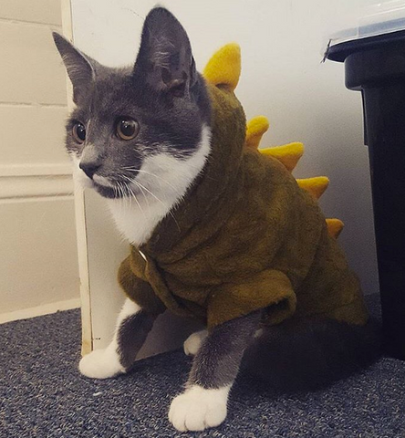 cat costume Meowingtons 