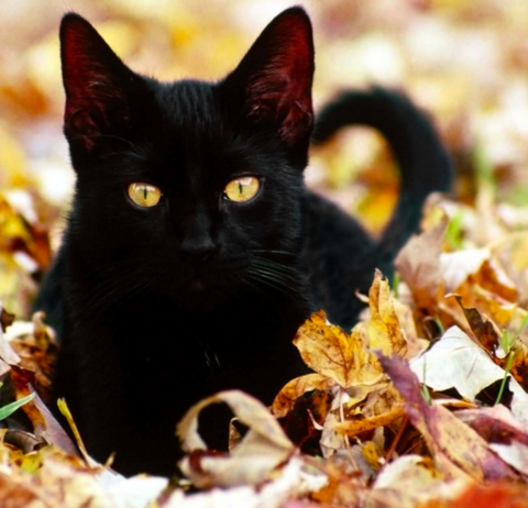 why are black cats bad luck? Meowingtons black cat facts