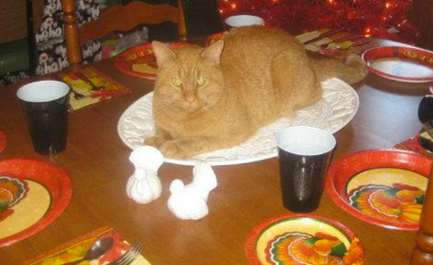 thanksgiving cat meowingtons