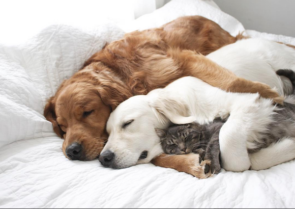 Cuddly Cat and Dog Best Friends to Soothe Your Soul – Meowingtons