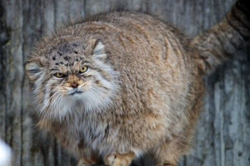 grumpy cat manul cat ewok 