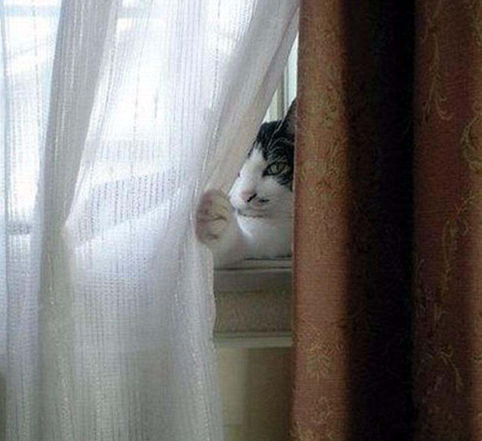 Кто то и большой наблюдает за тобой. Кот выглядывает из за шторки. Кот в окне за занавеской. Кот за шторкой.