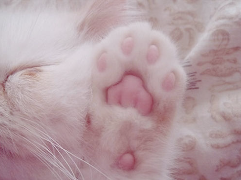 Cats - PAWS