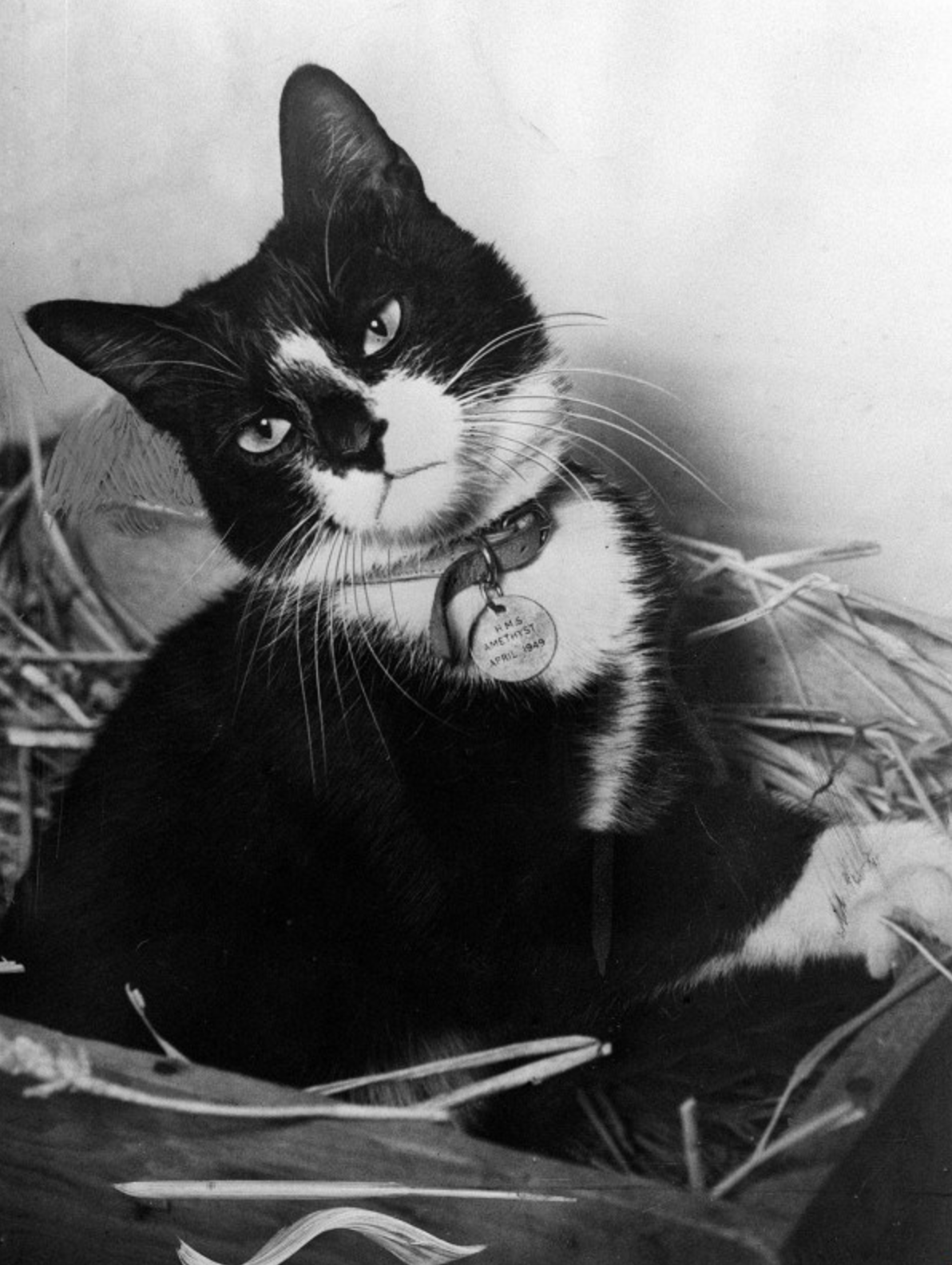 20 Historical Photos of Cats  And Their Soldiers in World 