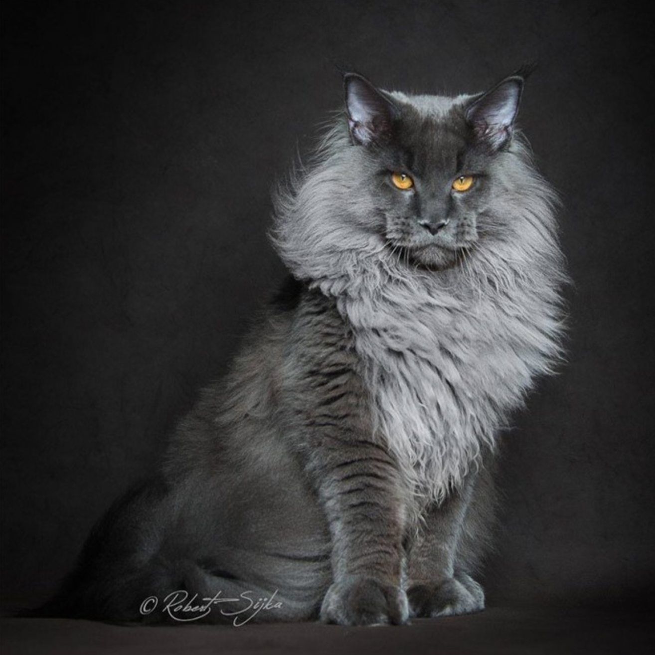 16 Maine Coon Cats That Look Like Majestic Mythical Creatures – Meowingtons