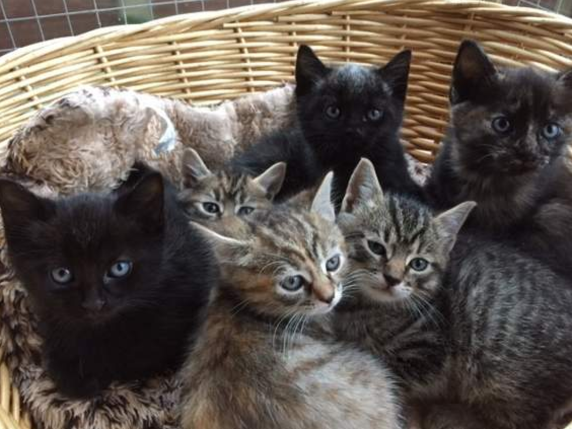 grey and black striped kitten