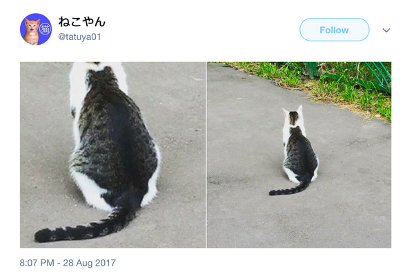 catception cat tattoo