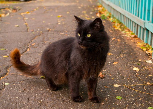 8 Spooky Facts About Black  Cats Meowingtons
