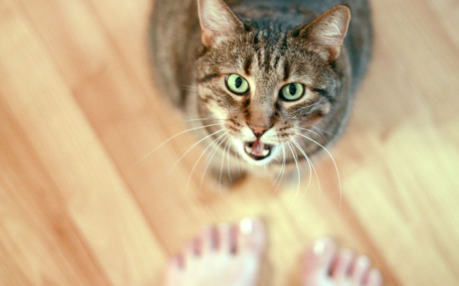 Why Cats Meow - Interpreting Cat Sounds - PetCareRx