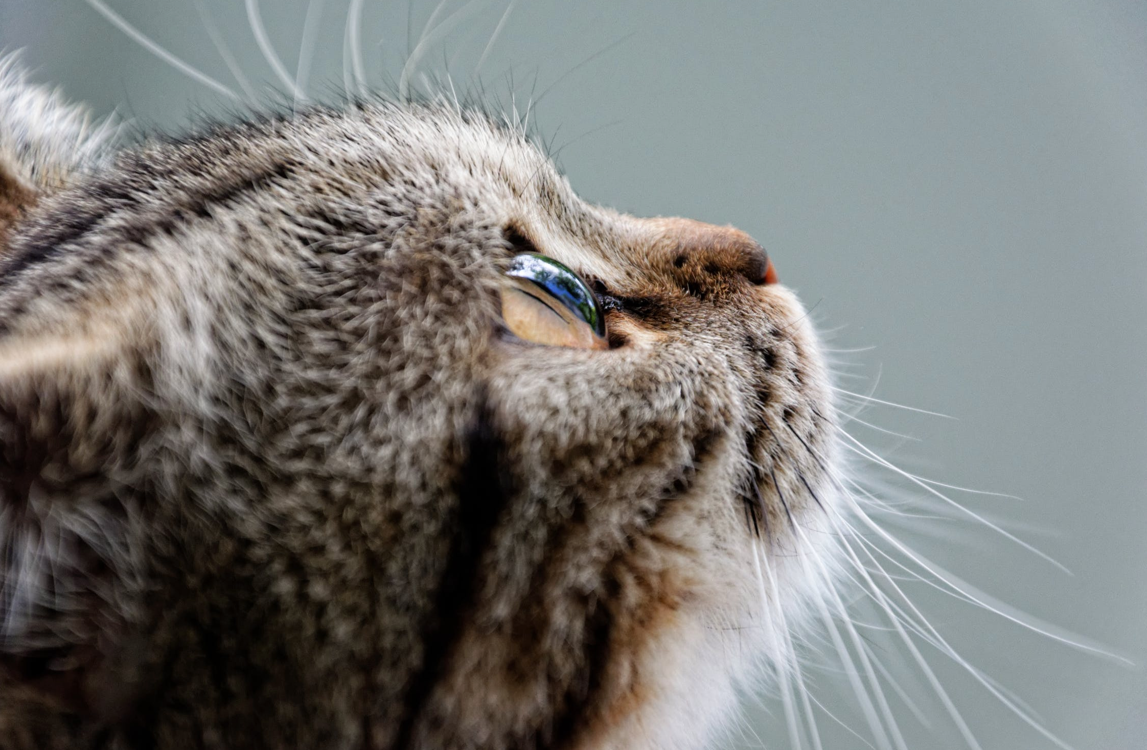 6 Things You Probably Didn't Know About Cat Whiskers ...