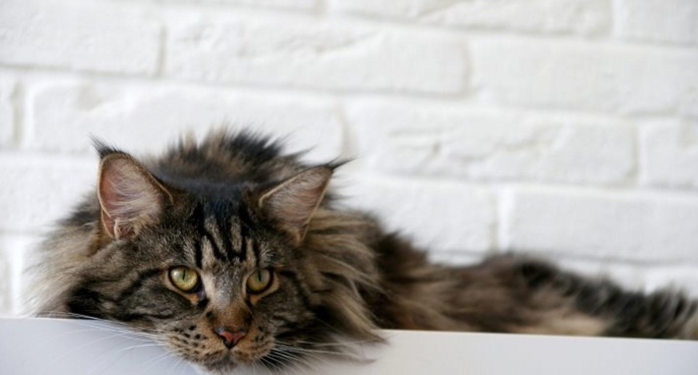 8 Larger Than Life Facts About Maine Coons – Meowingtons