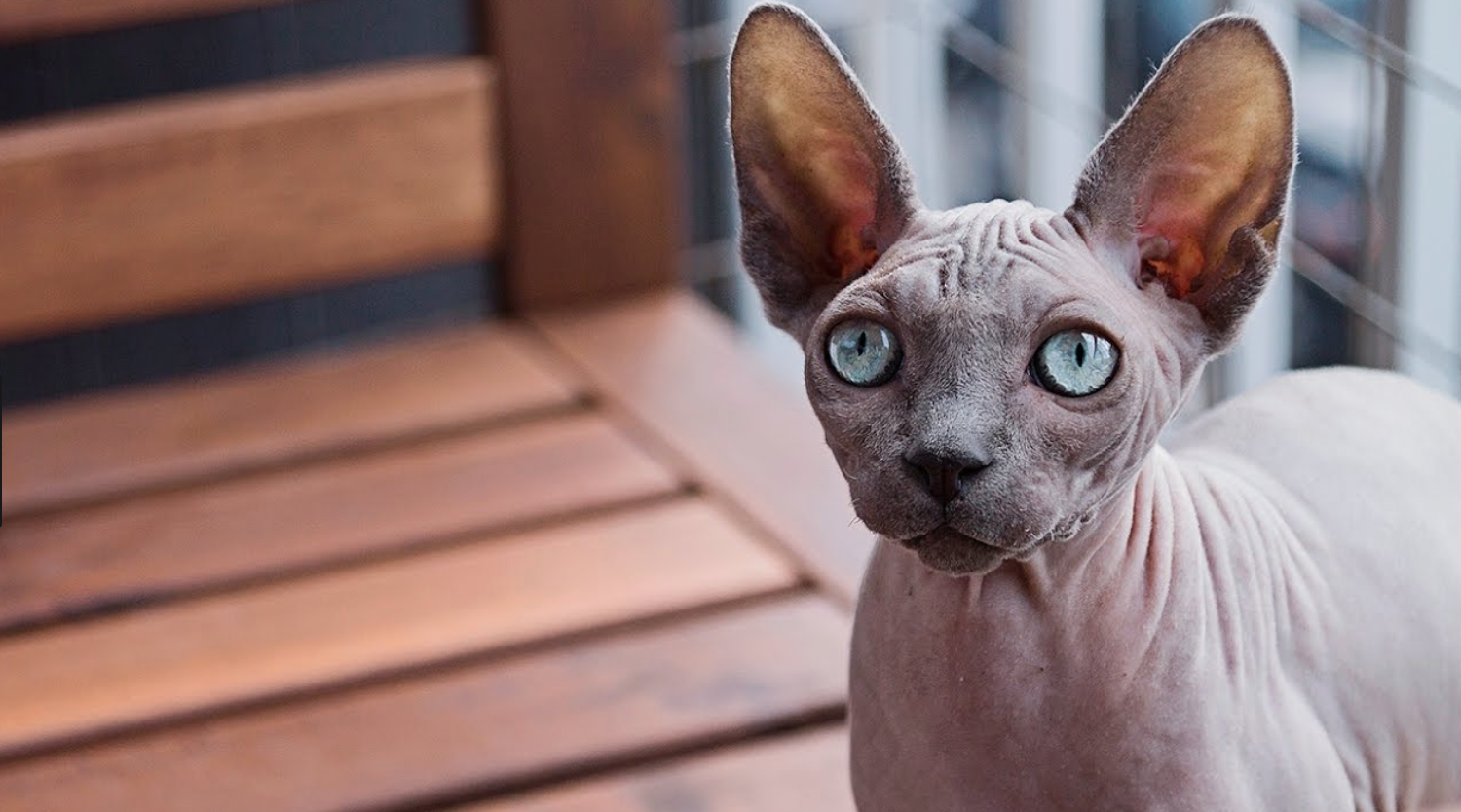8 Things You Probably Didn T Know About Sphynx Cats Meowingtons