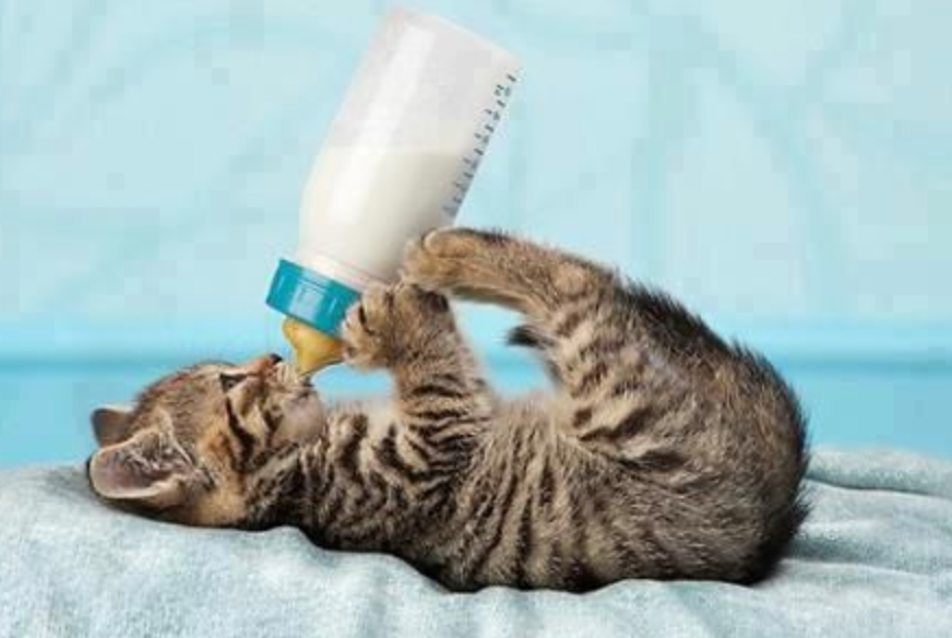 Сколько котята пьют молоко. Котенок в молоке. Кушаем из бутылочки. Котёнок и блюдце с молоком фото. Kitten drinking Chlorox.
