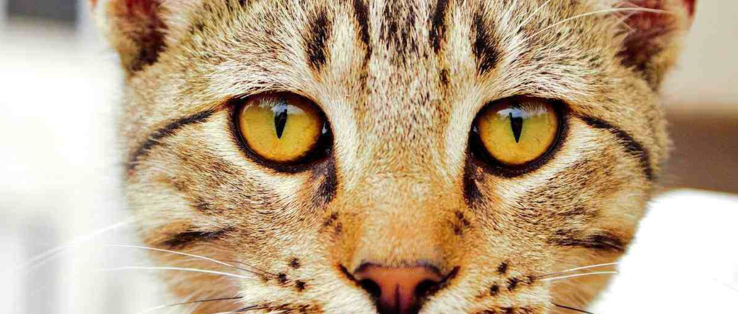 Do Cats Get Annoyed? Signs & What to Avoid - Catster