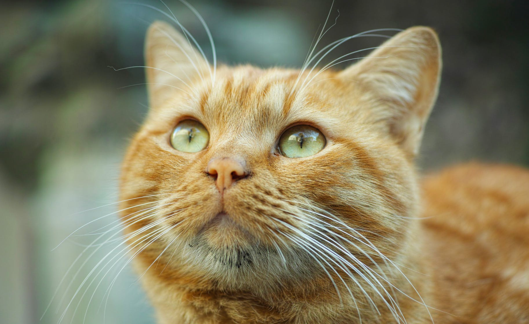 6 Fun Facts About Orange Tabby Cats Meowingtons