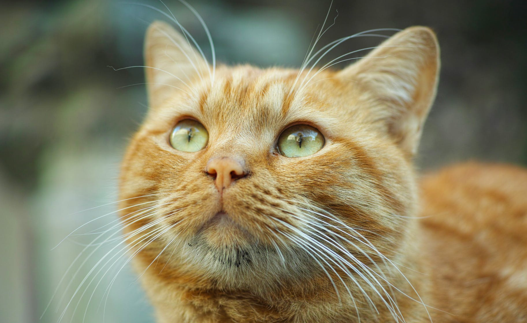 large orange tabby cat