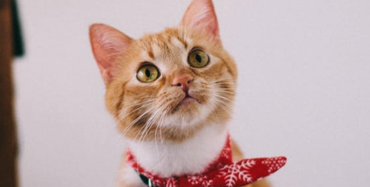 orange longhair kitten