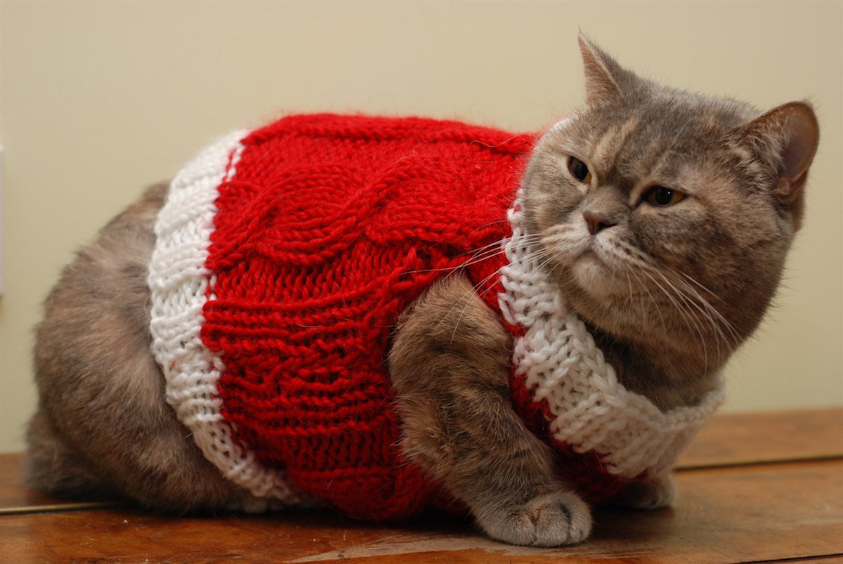 Holiday clearance cat sweaters