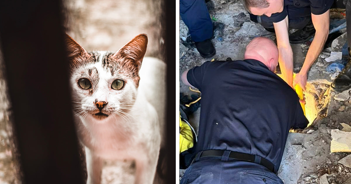 Yee-claw! Firefighters Rescue Cat With Lasso
