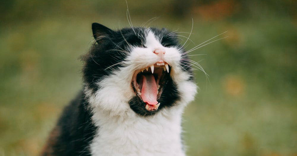 Angry Cats Who Ended Up Looking Awwdorable (Photos)