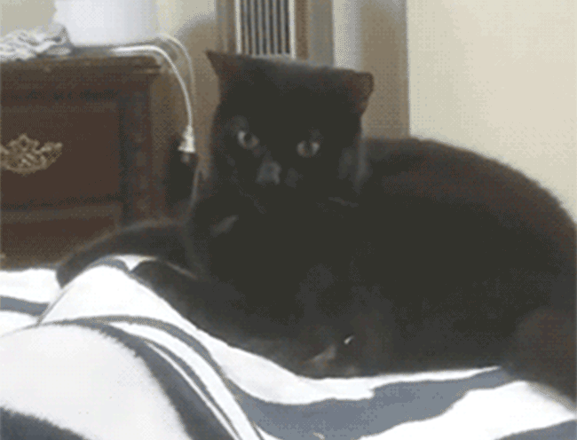 When-your-cat-powers-up-before-attacking_f59136ac-8ea8-4462-b0b6-271efbfb4cba.gif