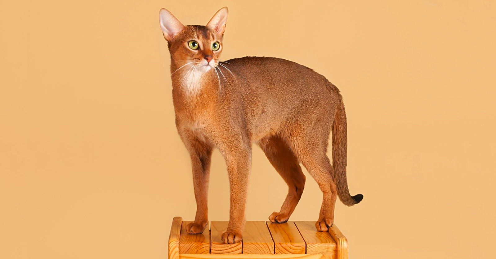 8 Ancient Cat Breeds Still In Existence Today – Meowingtons