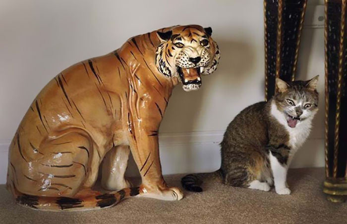 cat and tiger tiger cat 