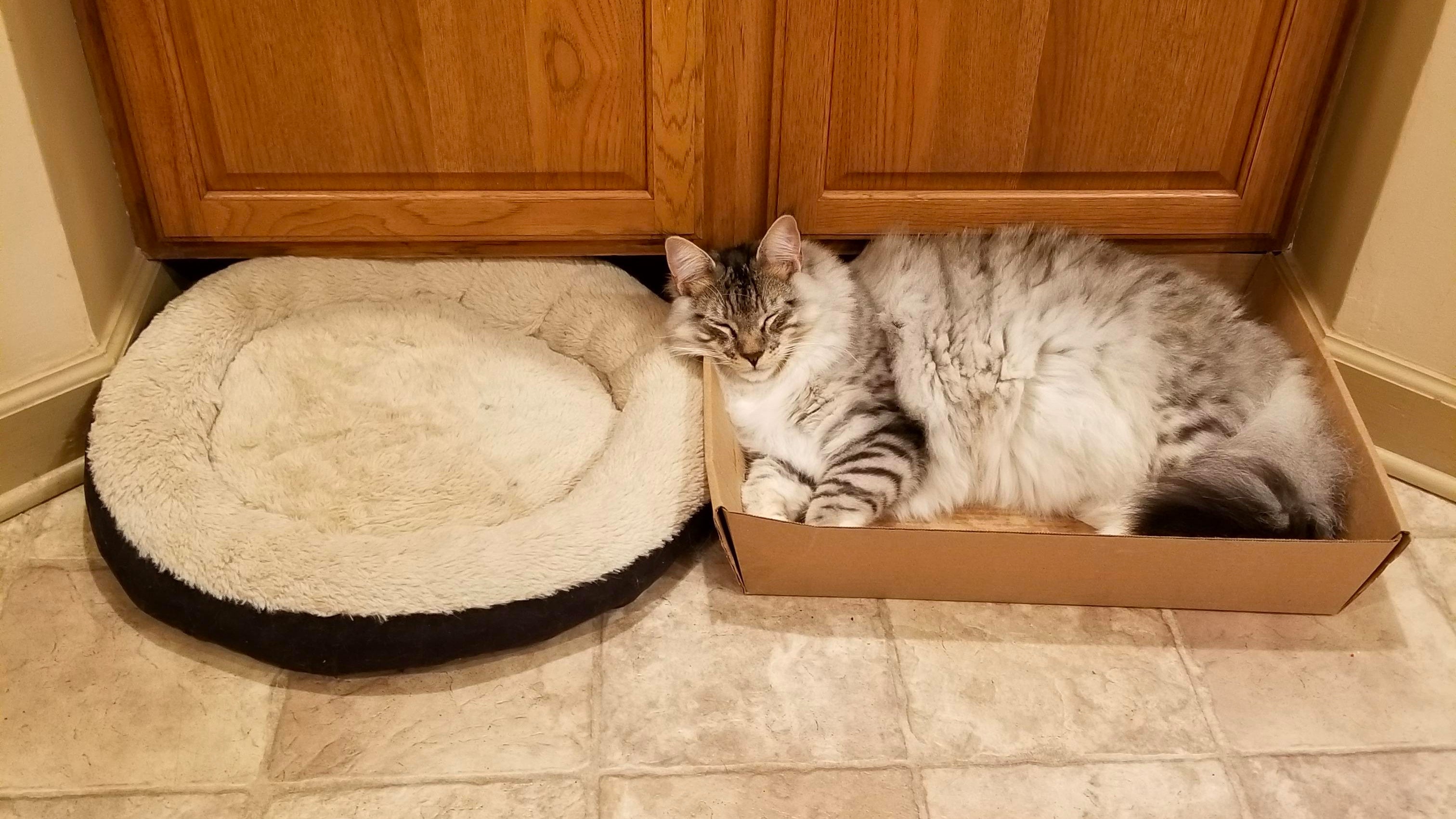 How To Get Your Cat To Actually USE Their Cat Bed – Meowingtons