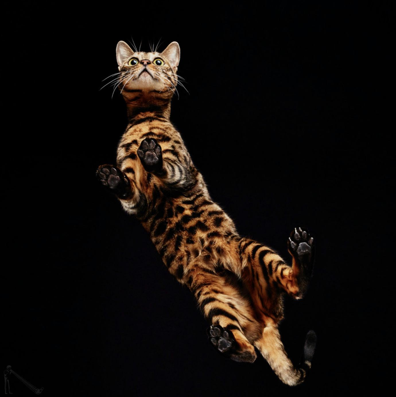 bengal cat meowingtons