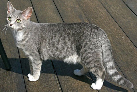 Rouge adoption litter Cat-Blue_spotted_tabby.jpg.620x0_q80_crop-smart_upscale-true_large