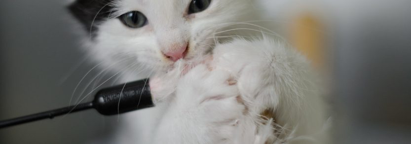 Nová mačka v domácnosti? Prečítajte si, ako pomôcť novo adoptovanej mačke cítiť sa doma príjemne. 45 - pre milovníkov mačiek