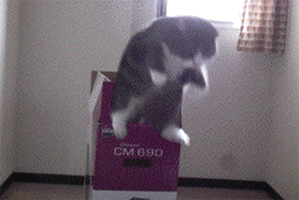13 Purrfectly Looped Cat GIFs To Get You Through Quarantine ...