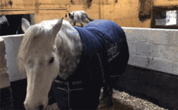 cat riding horse gif