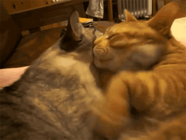 The Cutest Cat Hugs We Could Find on Hug Your Cat Day – Meowingtons