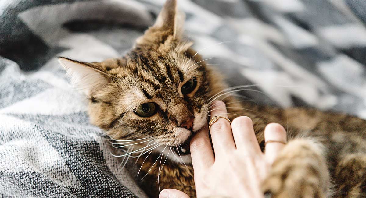 Here s Why Your Cat  Gives You Love  Bites Meowingtons